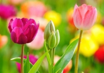 How Lady Fatima Zahra (AS) described Imam Ali (AS)?	