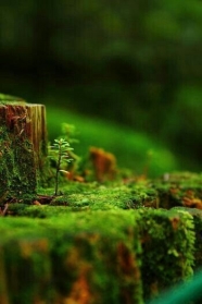 Sheath Your Sword, Rumi"s Poem on Imam Ali part3