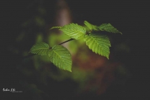 Imam Ali (pbuh) The Real Meaning of Justice part2