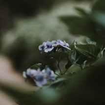 Sheath Your Sword, Rumi"s Poem on Imam Ali part2