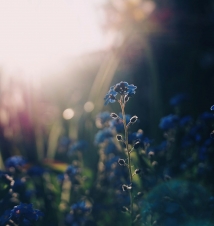 Sheath Your Sword, Rumi"s Poem on Imam Ali part1